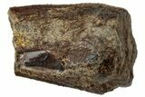 Fossil Hadrosaur (Edmontosaurus) Partial Tooth - Wyoming #323958-1